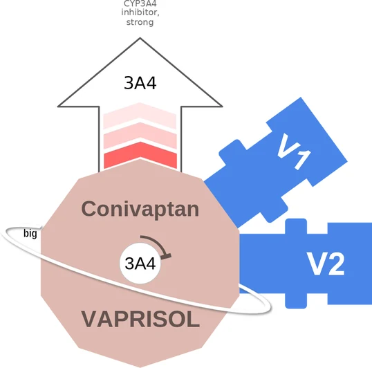 Conivaptan ballicule: receptor binding, kinetics and half-life diagram
