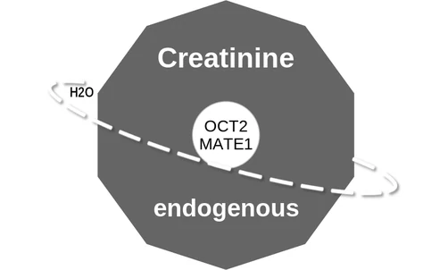 Creatinine ballicule — decagon mechanism diagram