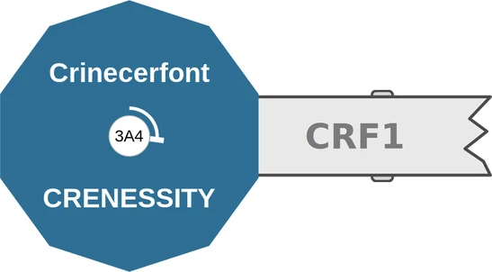 Crinecerfont ballicule: receptor binding, kinetics and half-life diagram