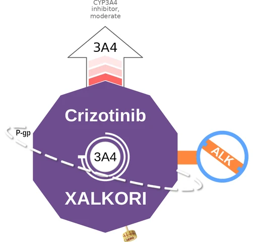 Crizotinib ballicule: receptor binding, kinetics and half-life diagram