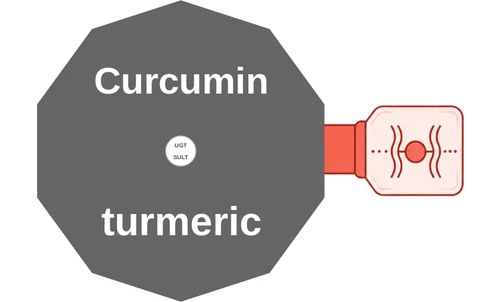 Curcumin ballicule: receptor binding, kinetics and half-life diagram