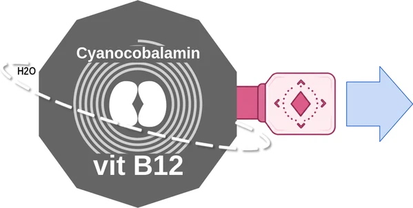 Cyanocobalamin ballicule: receptor binding, kinetics and half-life diagram