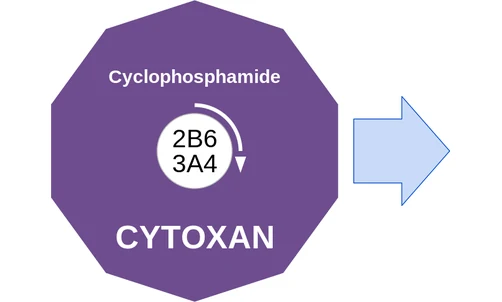 Cyclophosphamide ballicule — decagon mechanism diagram