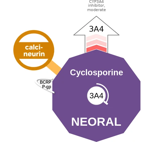 Cyclosporine ballicule — decagon mechanism diagram