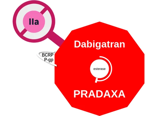Dabigatran ballicule: receptor binding, kinetics and half-life diagram