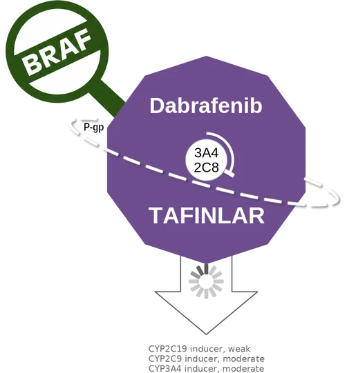 Dabrafenib ballicule: receptor binding, kinetics and half-life diagram