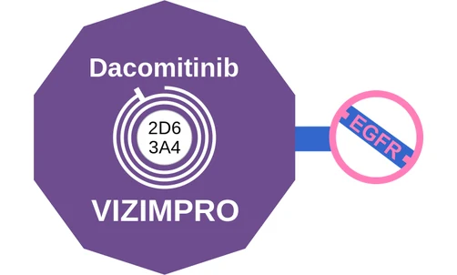 Dacomitinib ballicule: receptor binding, kinetics and half-life diagram