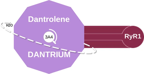 Dantrolene ballicule: receptor binding, kinetics and half-life diagram