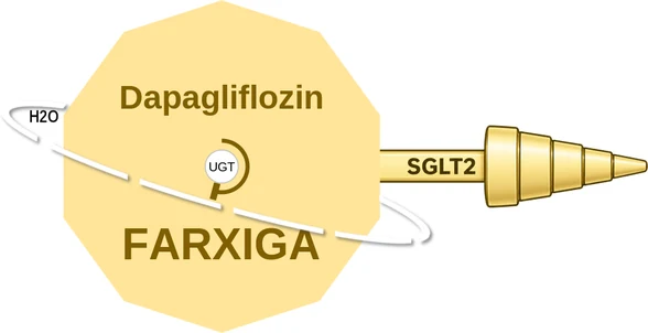 Dapagliflozin ballicule: receptor binding, kinetics and half-life diagram