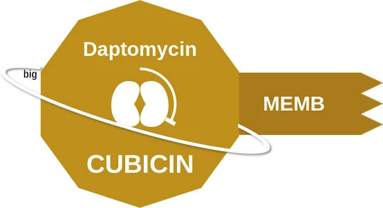 Daptomycin ballicule: receptor binding, kinetics and half-life diagram