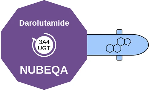 Darolutamide ballicule: receptor binding, kinetics and half-life diagram