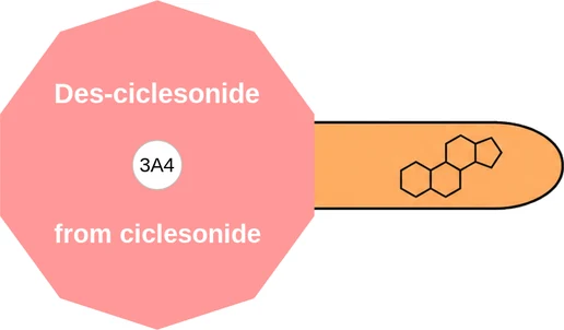 Des-ciclesonide ballicule: receptor binding, kinetics and half-life diagram