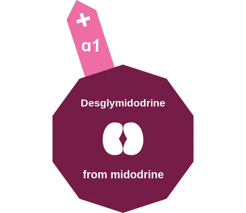 Desglymidodrine ballicule: receptor binding, kinetics and half-life diagram