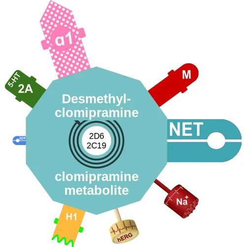 Desmethylclomipramine ballicule — decagon mechanism diagram