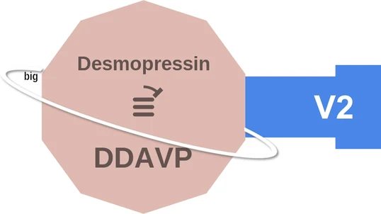 Desmopressin ballicule: receptor binding, kinetics and half-life diagram