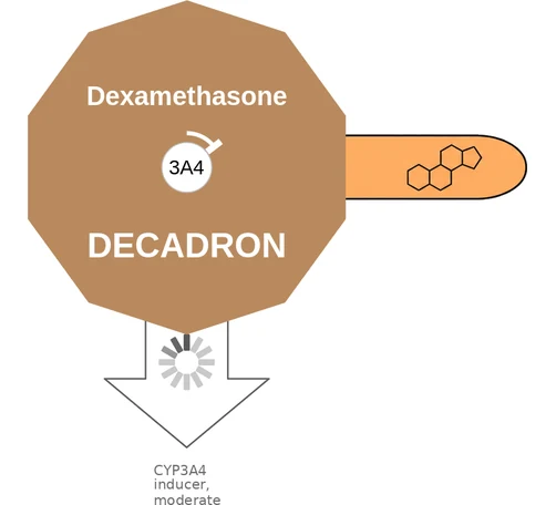 Dexamethasone ballicule: receptor binding, kinetics and half-life diagram