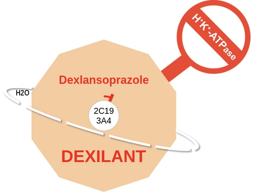 Dexlansoprazole ballicule: receptor binding, kinetics and half-life diagram
