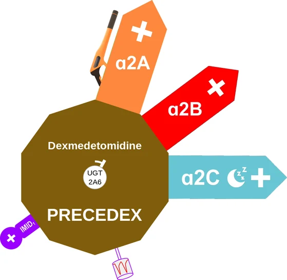 Dexmedetomidine ballicule — decagon mechanism diagram