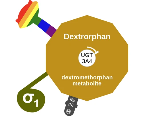 Dextrorphan ballicule: receptor binding, kinetics and half-life diagram