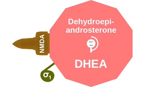 Dehydroepi androsterone ballicule: receptor binding, kinetics and half-life diagram