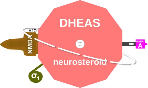 DHEAS ballicule: receptor binding, kinetics and half-life diagram