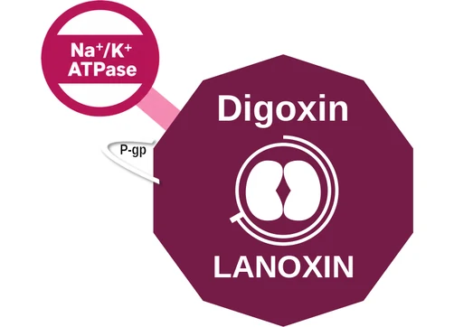 Digoxin ballicule: receptor binding, kinetics and half-life diagram