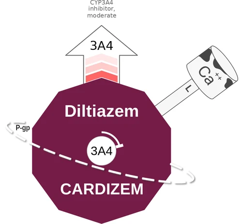 Diltiazem ballicule — decagon mechanism diagram