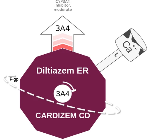 Diltiazem ER ballicule: receptor binding, kinetics and half-life diagram