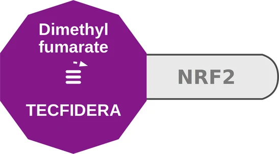 Dimethyl fumarate ballicule: receptor binding, kinetics and half-life diagram