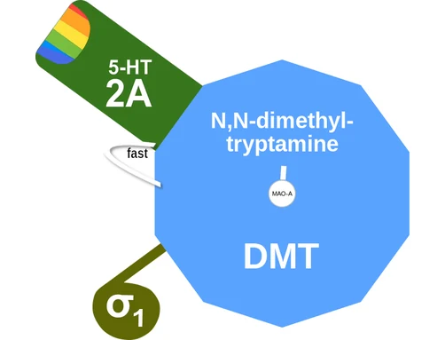 N,N-dimethyl tryptamine ballicule: receptor binding, kinetics and half-life diagram