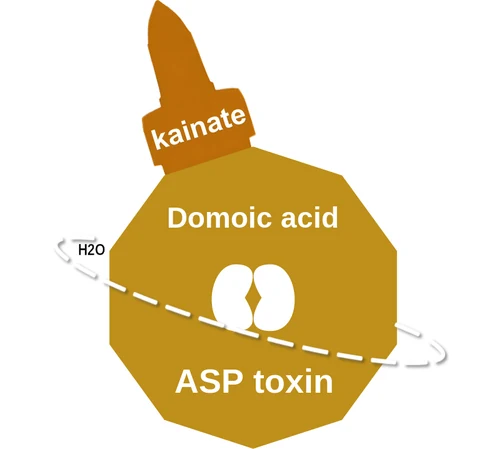Domoic acid ballicule: receptor binding, kinetics and half-life diagram