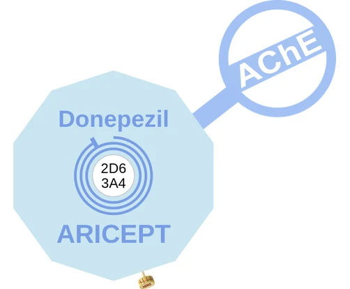 Donepezil ballicule: receptor binding, kinetics and half-life diagram
