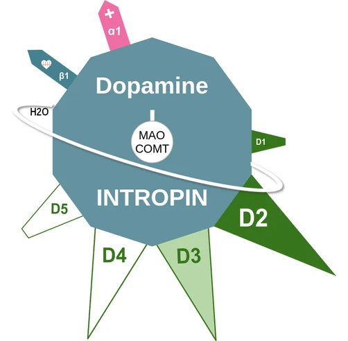 Dopamine ballicule: receptor binding, kinetics and half-life diagram