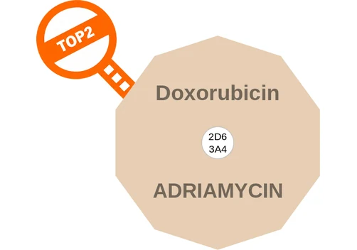 Doxorubicin ballicule — decagon mechanism diagram