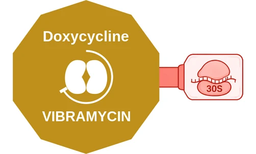 Doxycycline ballicule — decagon mechanism diagram