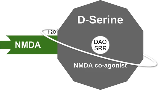 D-Serine ballicule — decagon mechanism diagram