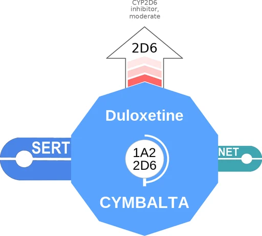 Duloxetine ballicule — decagon mechanism diagram