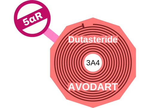 Dutasteride ballicule: receptor binding, kinetics and half-life diagram
