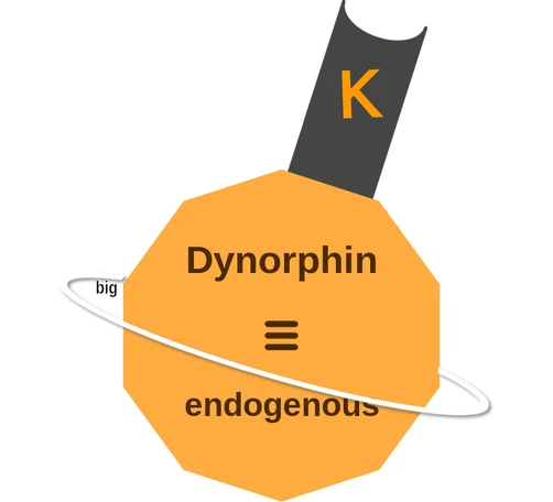 Dynorphin ballicule: receptor binding, kinetics and half-life diagram