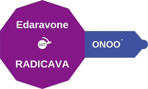 Edaravone ballicule: receptor binding, kinetics and half-life diagram