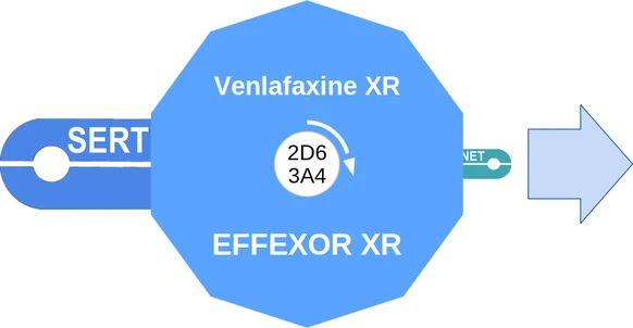 Venlafaxine XR ballicule: receptor binding, kinetics and half-life diagram
