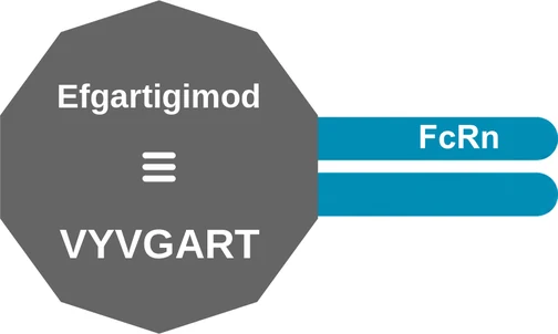 Efgartigimod ballicule: receptor binding, kinetics and half-life diagram