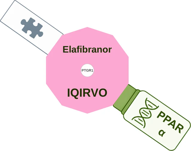 Elafibranor ballicule: receptor binding, kinetics and half-life diagram