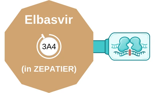 Elbasvir ballicule: receptor binding, kinetics and half-life diagram