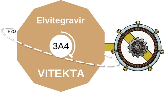 Elvitegravir ballicule: receptor binding, kinetics and half-life diagram