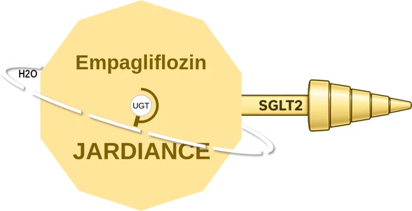 Empagliflozin ballicule: receptor binding, kinetics and half-life diagram