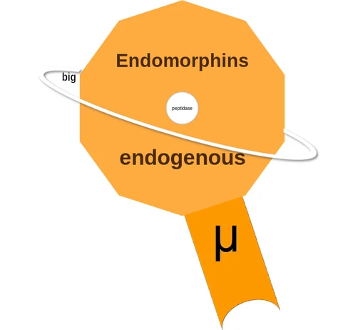 Endomorphins ballicule: receptor binding, kinetics and half-life diagram