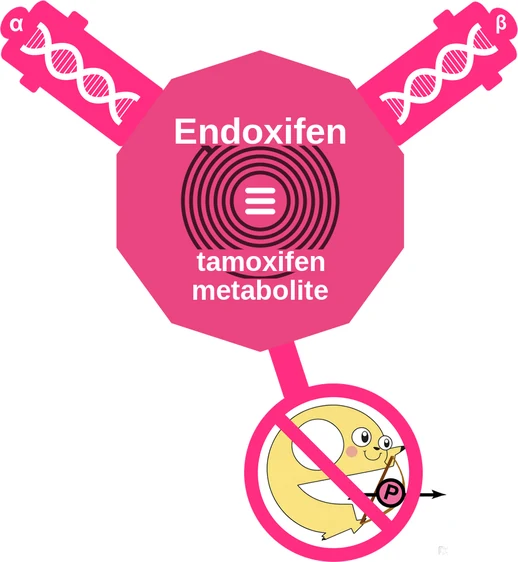 Endoxifen ballicule — decagon mechanism diagram