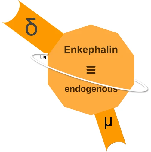 Enkephalin ballicule — decagon mechanism diagram
