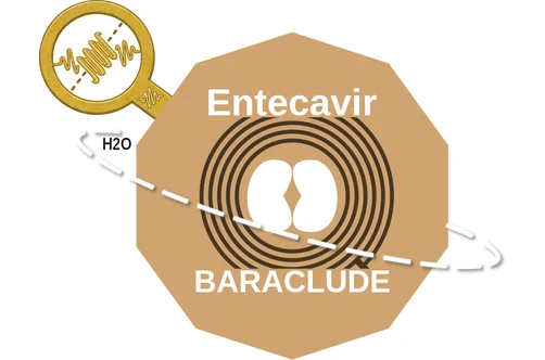 Entecavir ballicule: receptor binding, kinetics and half-life diagram